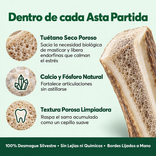 1. Asta de Ciervo Ibérico Partida (Desmogue Natural)