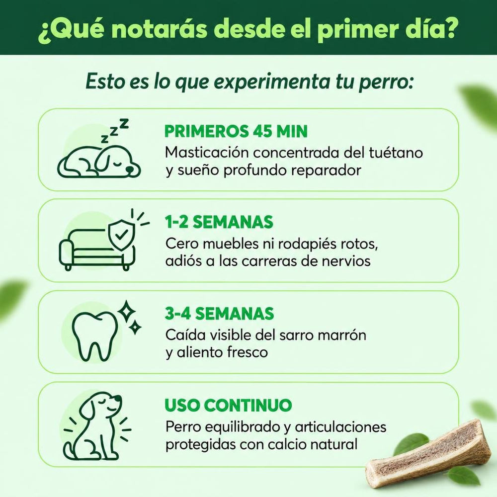 1. Asta de Ciervo Ibérico Partida (Desmogue Natural)