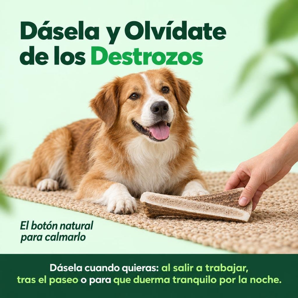 1. Asta de Ciervo Ibérico Partida (Desmogue Natural)