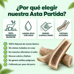 1. Asta de Ciervo Ibérico Partida (Desmogue Natural)