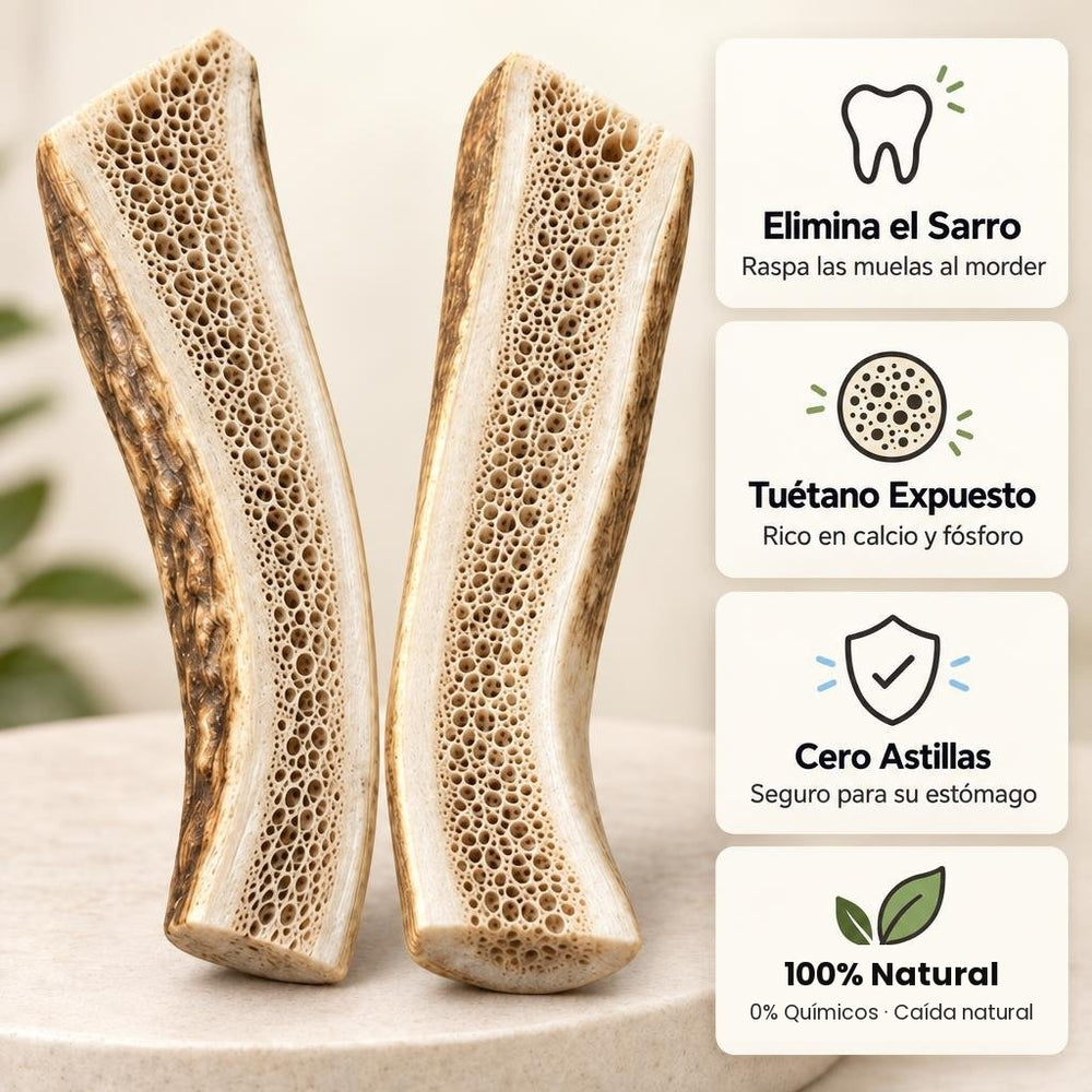 1. Asta de Ciervo Ibérico Partida (Desmogue Natural)